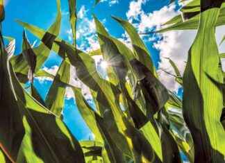 Çakıl Taşlarıyla Tarla Ekimi Yaparak İklim Değişikliğini Yavaşlatabilir miyiz? akl-talaryla-tarla-ekimi-yaparak-iklim-deiikliini-yavalatabilir-miyiz