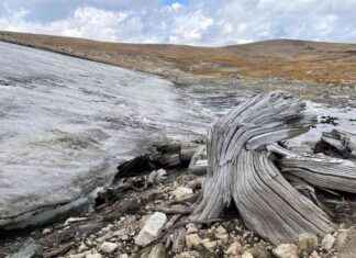 Antik Orman ‘Zamanın Dondurduğu’ Kayalık Dağlarda Keşfedildi antik-orman-zamann-dondurduu-kayalk-dalarda-kefedildi