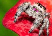 Asil Zıplayan Örümcek: Küçük, Zararsız, Belki de Sevimli asil-zplayan-rmcek-kk-zararsz-belki-de-sevimli