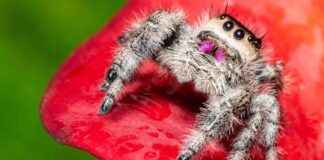 Asil Zıplayan Örümcek: Küçük, Zararsız, Belki de Sevimli asil-zplayan-rmcek-kk-zararsz-belki-de-sevimli