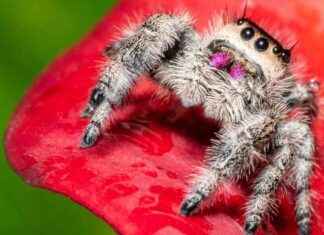 Asil Zıplayan Örümcek: Küçük, Zararsız, Belki de Sevimli asil-zplayan-rmcek-kk-zararsz-belki-de-sevimli