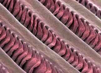 Balıkların Solungaçlarıyla Kulağımız Arasında Ortak Bir Ata Varlığı Vardır. balklarn-solungalaryla-kulamz-arasnda-ortak-bir-ata-varl-vardr