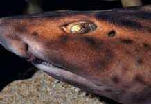 Erkek Olmadan Tankta Doğan Köpekbalığı Tarafından Şaşırtılan Akvaryum erkek-olmadan-tankta-doan-kpekbal-tarafndan-artlan-akvaryum