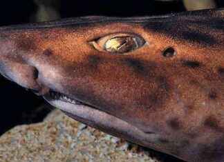 Erkek Olmadan Tankta Doğan Köpekbalığı Tarafından Şaşırtılan Akvaryum erkek-olmadan-tankta-doan-kpekbal-tarafndan-artlan-akvaryum