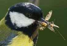 Eski ormanlarda büyük baştankaralar nasıl gelişir? eski-ormanlarda-byk-batankaralar-nasl-geliir