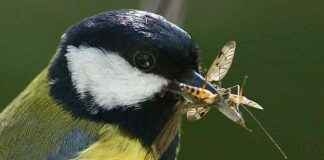 Eski ormanlarda büyük baştankaralar nasıl gelişir? eski-ormanlarda-byk-batankaralar-nasl-geliir