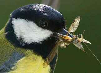 Eski ormanlarda büyük baştankaralar nasıl gelişir? eski-ormanlarda-byk-batankaralar-nasl-geliir