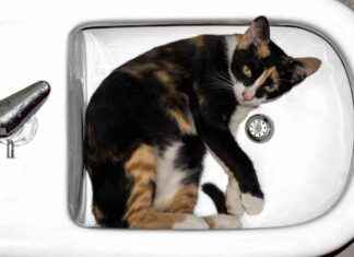 Kediler Gerçekten Sıvı mı? kediler-gerekten-sv-m