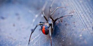 krmz-srtl-rmcek-sr-sizi-ldrmeyecek-zamannda-antivenom-alrsanz