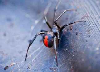 krmz-srtl-rmcek-sr-sizi-ldrmeyecek-zamannda-antivenom-alrsanz