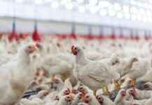 Kuş Gribi: İnsanlarda, Kedilerde ve Tavuklarda Son Durum ku-gribi-insanlarda-kedilerde-ve-tavuklarda-son-durum