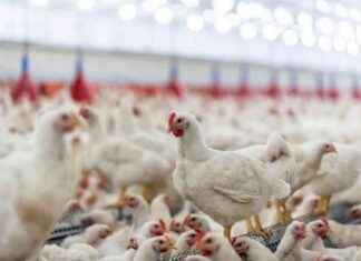 Kuş Gribi: İnsanlarda, Kedilerde ve Tavuklarda Son Durum ku-gribi-insanlarda-kedilerde-ve-tavuklarda-son-durum