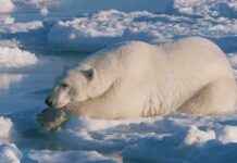 Kutup Ayıları Buzdan Tüylerini Nasıl Temizler? Yağ. kutup-aylar-buzdan-tylerini-nasl-temizler-ya
