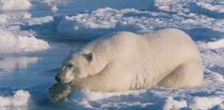 Kutup Ayıları Buzdan Tüylerini Nasıl Temizler? Yağ. kutup-aylar-buzdan-tylerini-nasl-temizler-ya