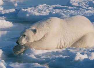 Kutup Ayıları Buzdan Tüylerini Nasıl Temizler? Yağ. kutup-aylar-buzdan-tylerini-nasl-temizler-ya