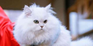 minuet-kedisi-temelde-bir-pers-munchkin-ve-biz-buna-baylyoruz