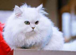 Minuet Kedisi: Temelde Bir Pers Munchkin (ve Biz Buna Bayılıyoruz) minuet-kedisi-temelde-bir-pers-munchkin-ve-biz-buna-baylyoruz