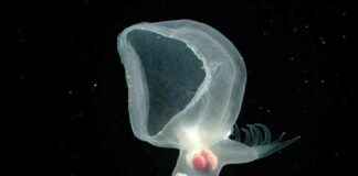 Parlayan Gizemli Deniz Canlısı Sonunda Tanımlandı parlayan-gizemli-deniz-canls-sonunda-tanmland