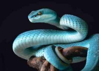 Yılbaşı için Yılan Hakkında Bilgiler ylba-iin-ylan-hakknda-bilgiler