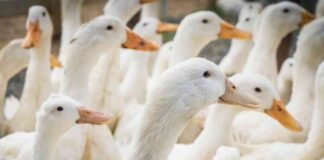abd-rdeklerinde-yksek-patojenik-h5n9un-ilk-salgn