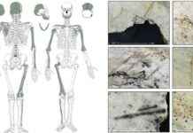 Avrupa’nın Buz Devri Kanniballerine İşaret Eden Kesilmiş Kafatasları avrupann-buz-devri-kanniballerine-iaret-eden-kesilmi-kafataslar