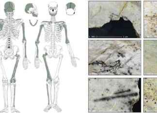 Avrupa’nın Buz Devri Kanniballerine İşaret Eden Kesilmiş Kafatasları avrupann-buz-devri-kanniballerine-iaret-eden-kesilmi-kafataslar