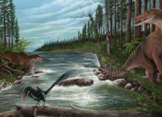 Avustralya’da 20 Fit Uzunluğunda Dev Raptor’un İzleri avustralyada-20-fit-uzunluunda-dev-raptorun-izleri