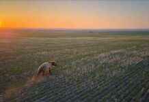 Ayıların İnsanlardan Uzak Durmasını Öğretmek İçin İHA’ların Kullanımı aylarn-insanlardan-uzak-durmasn-retmek-iin-ihalarn-kullanm