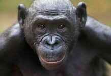 Bonobolar, Bir İnsanın Bir Şey Bilmediğini Anlayabilir mi? bonobolar-bir-insann-bir-ey-bilmediini-anlayabilir-mi