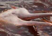 Erkek Amazon Nehri yunusları havaya idrar yaparak bilim insanlarını şaşırtıyor erkek-amazon-nehri-yunuslar-havaya-idrar-yaparak-bilim-insanlarn-artyor