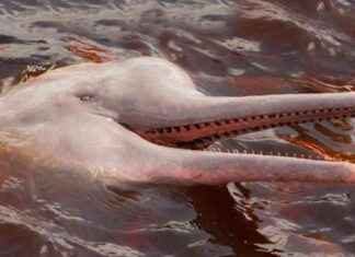 Erkek Amazon Nehri yunusları havaya idrar yaparak bilim insanlarını şaşırtıyor erkek-amazon-nehri-yunuslar-havaya-idrar-yaparak-bilim-insanlarn-artyor