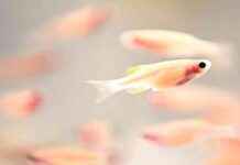 Genetik olarak değiştirilmiş balıklar ve meyve sinekleri cıva tüketerek zararını azaltır. genetik-olarak-deitirilmi-balklar-ve-meyve-sinekleri-cva-tketerek-zararn-azaltr