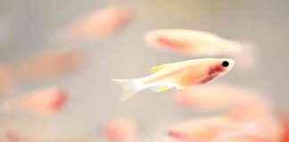 Genetik olarak değiştirilmiş balıklar ve meyve sinekleri cıva tüketerek zararını azaltır. genetik-olarak-deitirilmi-balklar-ve-meyve-sinekleri-cva-tketerek-zararn-azaltr