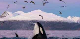 Killer Balinalar, Kocaman Beyaz Köpekbalıklarını Karaciğerleri İçin Öldürüyor killer-balinalar-kocaman-beyaz-kpekbalklarn-karacierleri-iin-ldryor