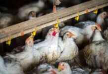 Kümes Hayvanları Ölümleri Yumurta Endüstrisini Etkilerken İnsanlarda 3 Yeni Kuş Gribi Enfeksiyonu kmes-hayvanlar-lmleri-yumurta-endstrisini-etkilerken-insanlarda-3-yeni-ku-gribi-enfeksiyonu