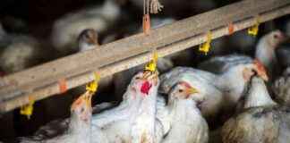 Kümes Hayvanları Ölümleri Yumurta Endüstrisini Etkilerken İnsanlarda 3 Yeni Kuş Gribi Enfeksiyonu kmes-hayvanlar-lmleri-yumurta-endstrisini-etkilerken-insanlarda-3-yeni-ku-gribi-enfeksiyonu