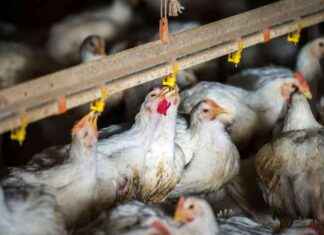 Kümes Hayvanları Ölümleri Yumurta Endüstrisini Etkilerken İnsanlarda 3 Yeni Kuş Gribi Enfeksiyonu kmes-hayvanlar-lmleri-yumurta-endstrisini-etkilerken-insanlarda-3-yeni-ku-gribi-enfeksiyonu