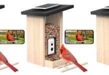 Kuş Besleme Kamerası İndirimi: Sadece $109! ku-besleme-kameras-indirimi-sadece-109