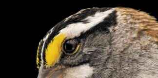 Kuş Cinsiyetleri Hakkında Yeni Bir Düşünce Yolu ku-cinsiyetleri-hakknda-yeni-bir-dnce-yolu