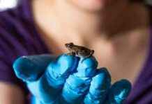 Kurbağanın Yüksek Hızlı Karın Çakışlarıyla Suda Yürümesini İzleyin kurbaann-yksek-hzl-karn-aklaryla-suda-yrmesini-izleyin