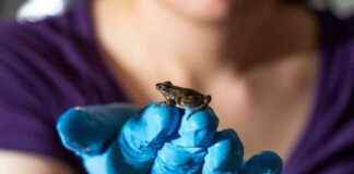 Kurbağanın Yüksek Hızlı Karın Çakışlarıyla Suda Yürümesini İzleyin kurbaann-yksek-hzl-karn-aklaryla-suda-yrmesini-izleyin