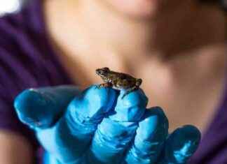 Kurbağanın Yüksek Hızlı Karın Çakışlarıyla Suda Yürümesini İzleyin kurbaann-yksek-hzl-karn-aklaryla-suda-yrmesini-izleyin