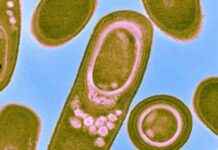 Mars’ta Yaşamı Bulmak İçin Mikropları Sallayın marsta-yaam-bulmak-iin-mikroplar-sallayn