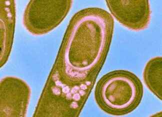 Mars’ta Yaşamı Bulmak İçin Mikropları Sallayın marsta-yaam-bulmak-iin-mikroplar-sallayn