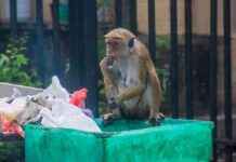 Maymunlar Elektrik Kesintisine Neden Olurken Sri Lanka’da Savaşıyor. maymunlar-elektrik-kesintisine-neden-olurken-sri-lankada-savayor