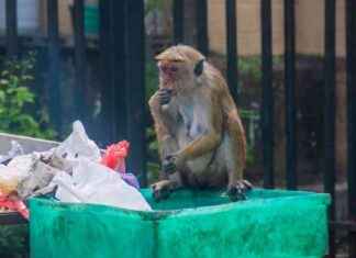 Maymunlar Elektrik Kesintisine Neden Olurken Sri Lanka’da Savaşıyor. maymunlar-elektrik-kesintisine-neden-olurken-sri-lankada-savayor