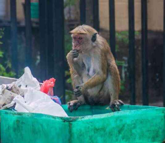 Maymunlar Elektrik Kesintisine Neden Olurken Sri Lanka’da Savaşıyor. maymunlar-elektrik-kesintisine-neden-olurken-sri-lankada-savayor