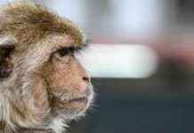 Maymunlar Konuşma ile Resimleri İlişkilendiriyor gibi Görünüyor maymunlar-konuma-ile-resimleri-ilikilendiriyor-gibi-grnyor