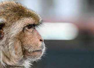 Maymunlar Konuşma ile Resimleri İlişkilendiriyor gibi Görünüyor maymunlar-konuma-ile-resimleri-ilikilendiriyor-gibi-grnyor