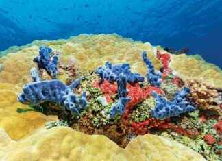 Mercanlar Isınan Denizlere Karşı Nasıl Mücadele Eder? mercanlar-snan-denizlere-kar-nasl-mcadele-eder